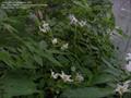 Solanum caripense